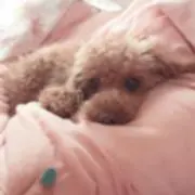 ここあ