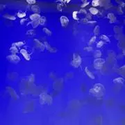 ひな