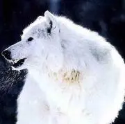 おーたむ