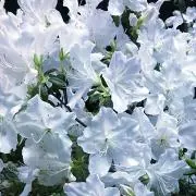 msksmの画像