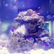 ねねの画像