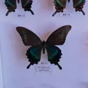 yuiの画像