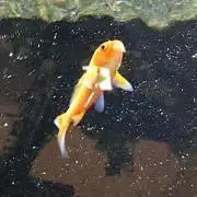 しろ
