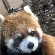 ニャロの画像