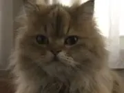 ぷりん