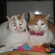 ねこつよし