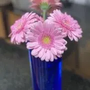 Demiの画像