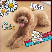 ★ちろるん☆の画像