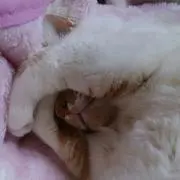 みっち