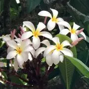 プルメリア