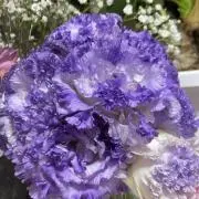 ❀ 桔梗 ❀ 引越しに伴い断捨離しますの画像