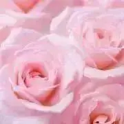 AＺＵKＩの画像