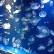 マグロの画像