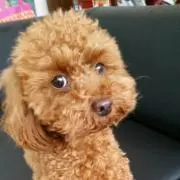 ayukoの画像