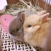 lunの画像