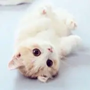 ようこその画像