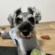 やっほいの画像