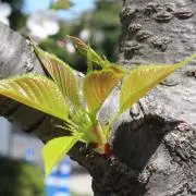 豆蔵の画像