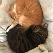 みかぽんの画像