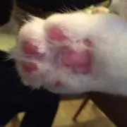 ∞燕∞  プロフ必読