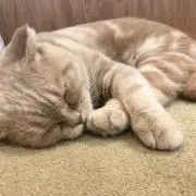 chikuの画像