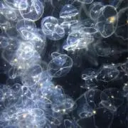 【セット割】オリゴ糖の画像
