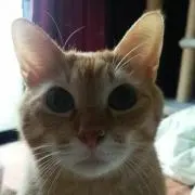 こめころんの画像