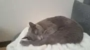 マロリンの画像