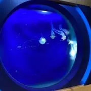 ハチミツの画像