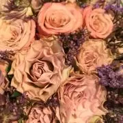 あずきの画像