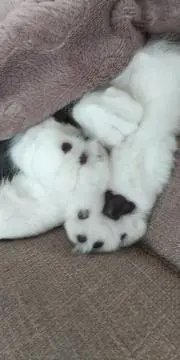 ミーコの画像