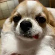 ぴーさんの画像