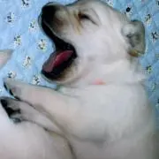 おびーちゃんの画像
