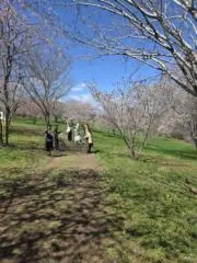 チッチロ