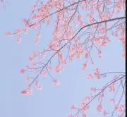 さくら✿即購入OK！の画像
