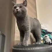 金時の画像