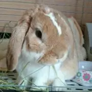 ももママ☆の画像