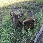 つか