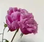 杏の画像