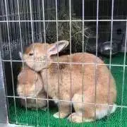 うめぼしの画像