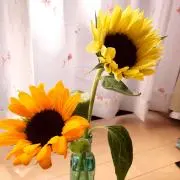 みんみんの画像