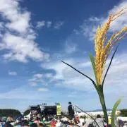 りんの画像