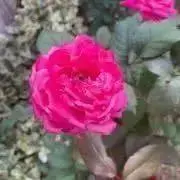 もも