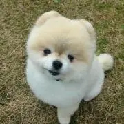 makomakoの画像