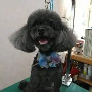 まきりん　値下不可の画像