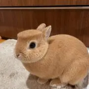 モカの画像