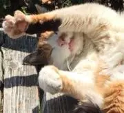 でみちゃんの画像