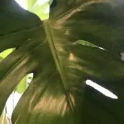 みどり