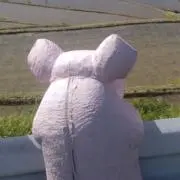 こうちゃの画像