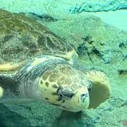 らいの画像